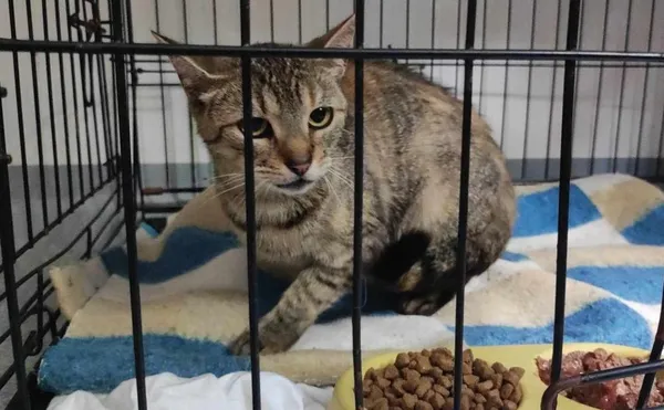 Znaleziono kota, Toruń, 7 lipca 2024