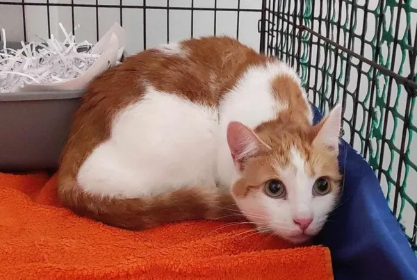 Znaleziono kota, Toruń, 7 lipca 2024