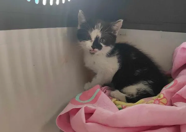 Znaleziono kota, Toruń, 7 lipca 2024