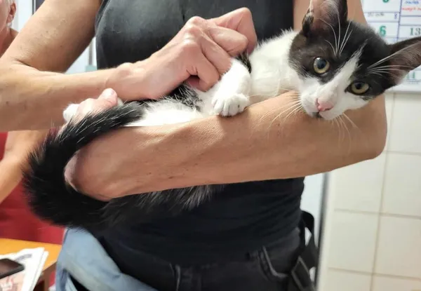 Znaleziono kota, Toruń, 6 lipca 2024