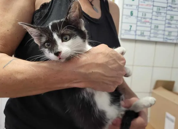 Znaleziono kota, Toruń, 6 lipca 2024