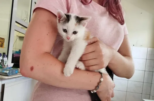 Znaleziono kota, Toruń, 6 lipca 2024