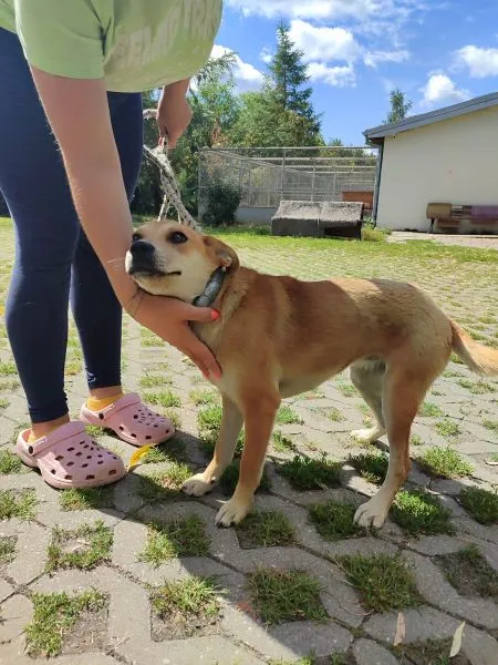 Pies do adopcji, Radom, 4 lipca 2024