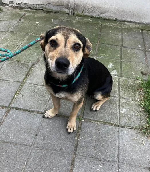 Pies do adopcji, Radom, 3 lipca 2024