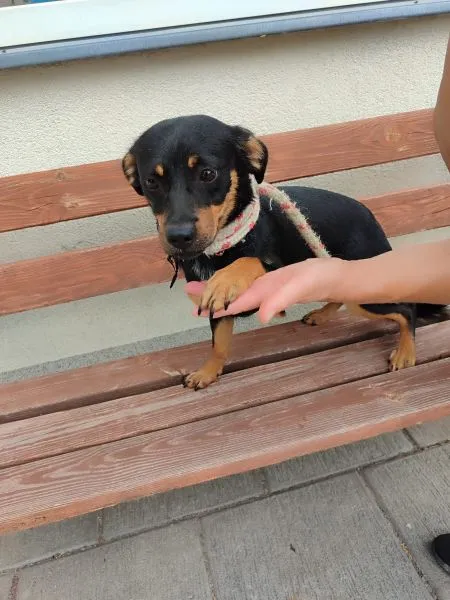 Pies do adopcji, Radom, 1 lipca 2024