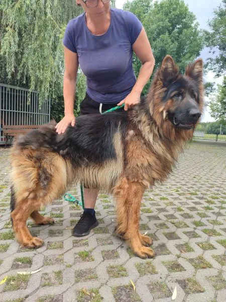 Pies do adopcji, Radom, 30 czerwca 2024