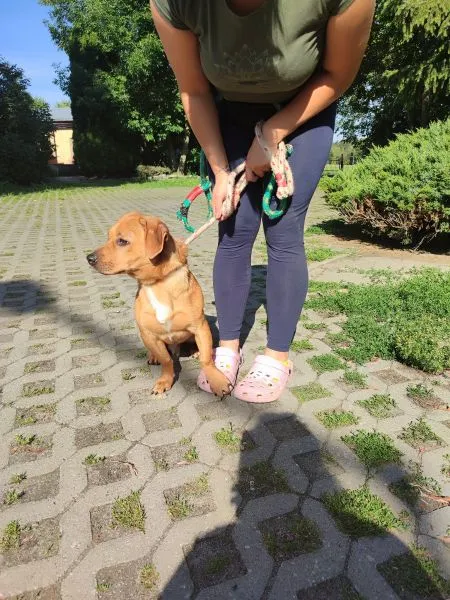 Pies do adopcji, Radom, 14 czerwca 2024