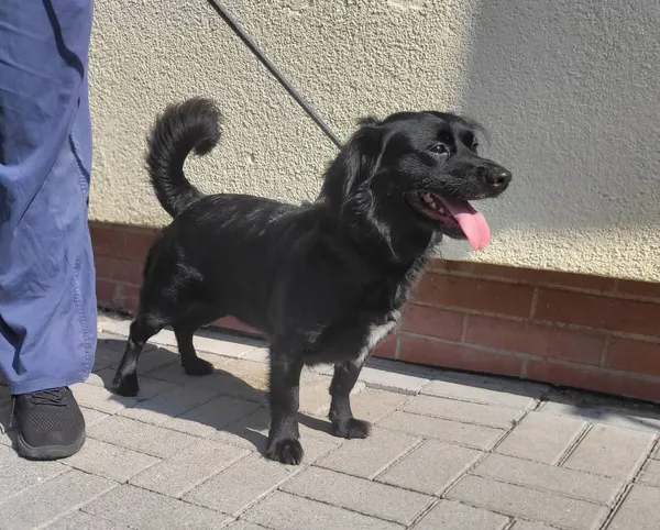 Znaleziono psa, Łódź, 14 lipca 2024 (4/4)