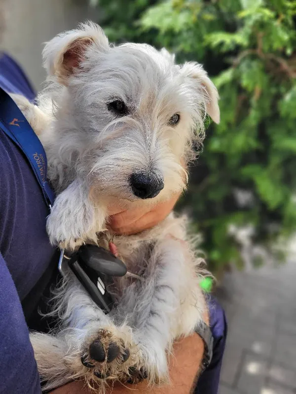 Znaleziono psa, Łódź, 14 lipca 2024 (1/2)