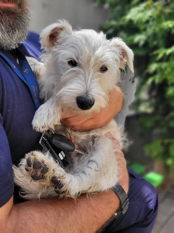 Znaleziono psa, Łódź, 14 lipca 2024 (2/2)