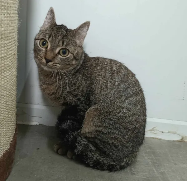 Znaleziono kota, Pieckowo, 15 lipca 2024 (2/2)