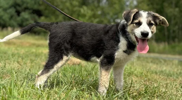 Pies do adopcji, Pieczyska, 14 lipca 2024 (1/5)