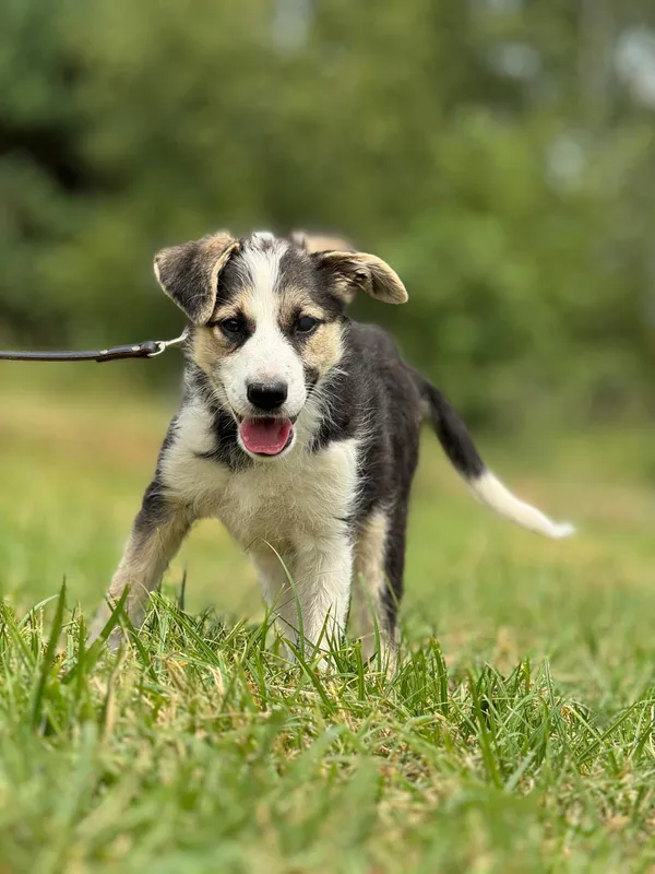 Pies do adopcji, Pieczyska, 14 lipca 2024 (2/5)