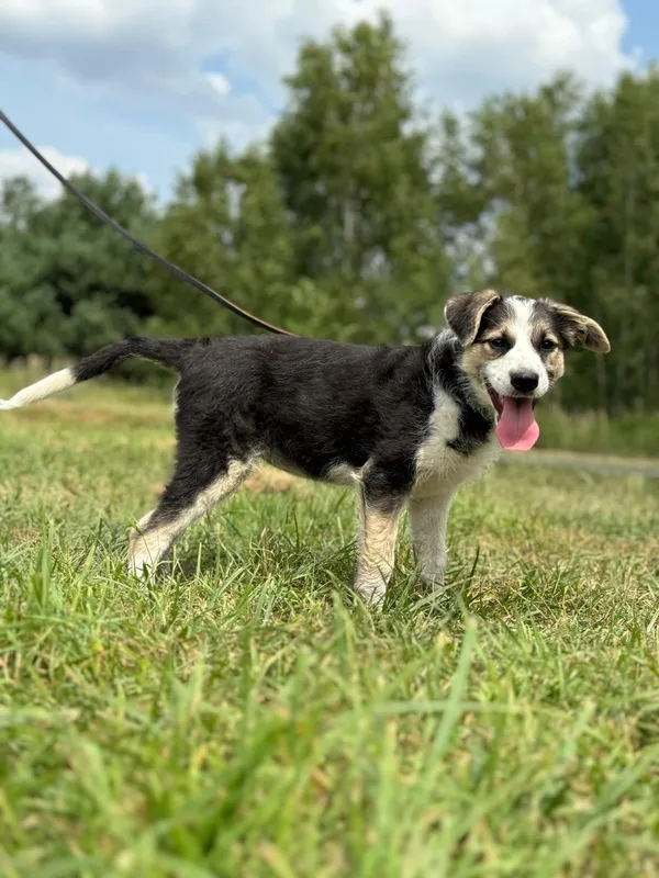 Pies do adopcji, Pieczyska, 14 lipca 2024 (3/5)