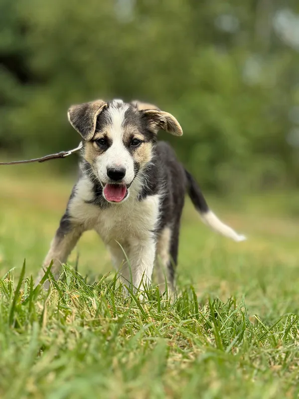 Pies do adopcji, Pieczyska, 14 lipca 2024 (4/5)