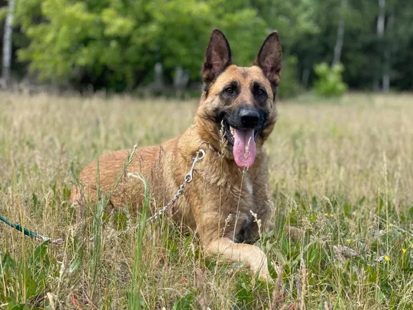 Pies do adopcji, Pieczyska, 14 lipca 2024 (4/5)