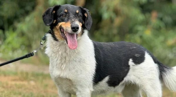 Pies do adopcji, Pieczyska, 14 lipca 2024 (1/5)