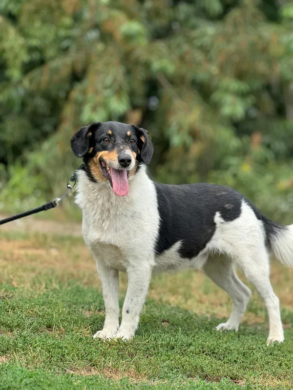 Pies do adopcji, Pieczyska, 14 lipca 2024 (3/5)