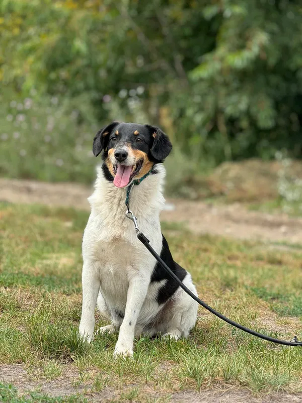 Pies do adopcji, Pieczyska, 14 lipca 2024 (4/5)