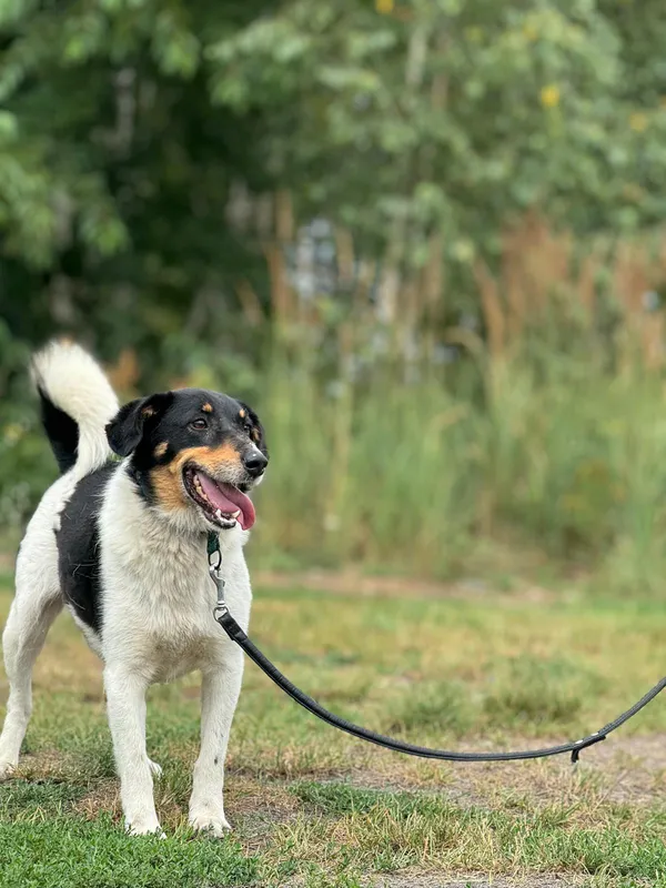 Pies do adopcji, Pieczyska, 14 lipca 2024 (5/5)