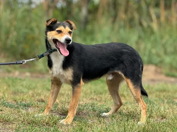 Pies do adopcji, Pieczyska, 14 lipca 2024 (4/5)