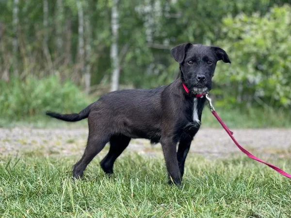 Pies do adopcji, Pieczyska, 14 lipca 2024 (2/5)