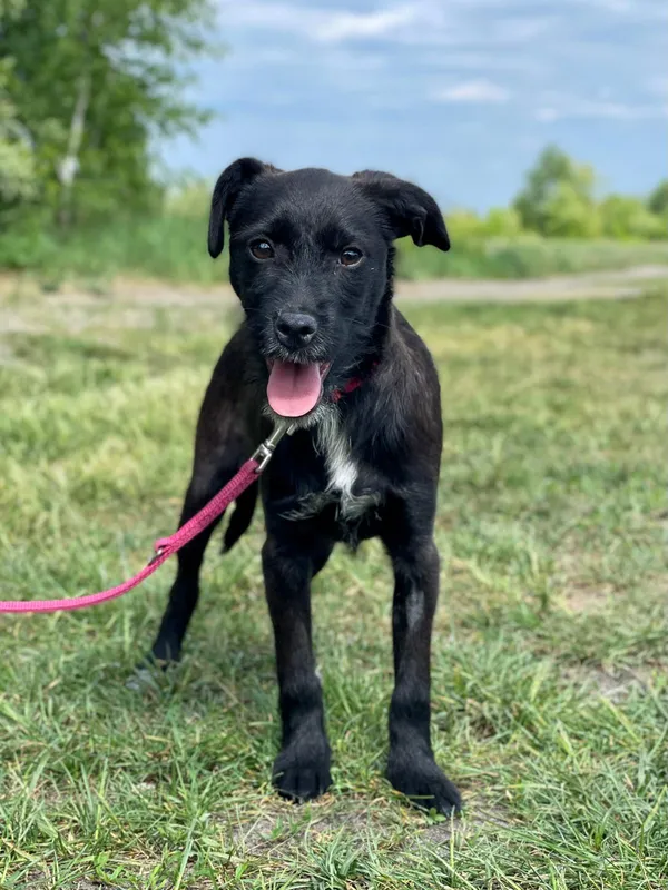 Pies do adopcji, Pieczyska, 14 lipca 2024 (3/5)