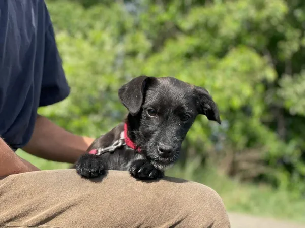 Pies do adopcji, Pieczyska, 14 lipca 2024 (4/5)