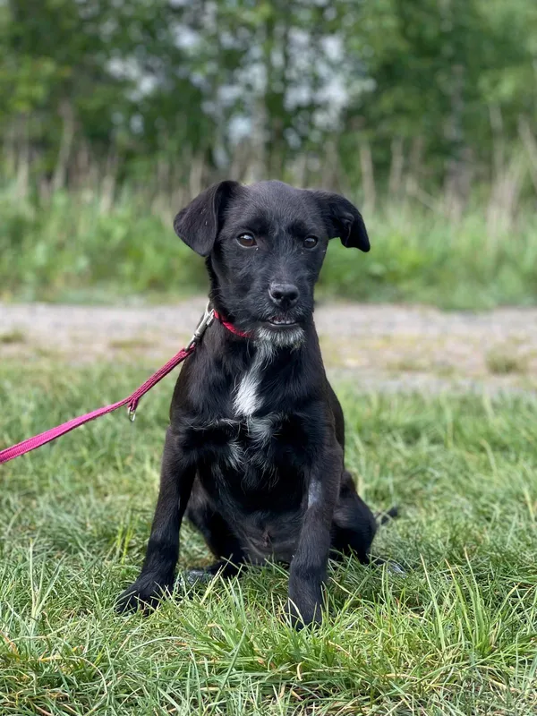 Pies do adopcji, Pieczyska, 14 lipca 2024 (5/5)