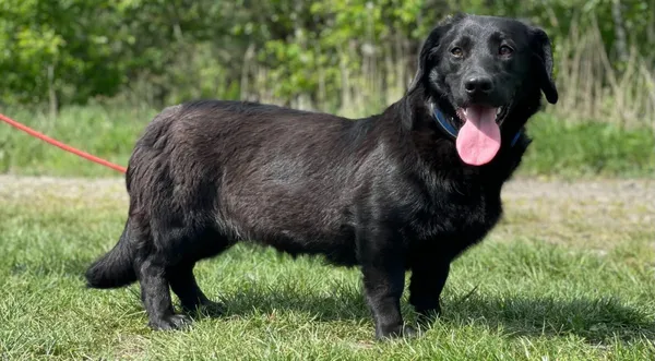 Pies do adopcji, Pieczyska, 14 lipca 2024 (1/5)