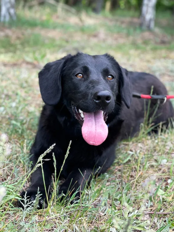 Pies do adopcji, Pieczyska, 14 lipca 2024 (2/5)