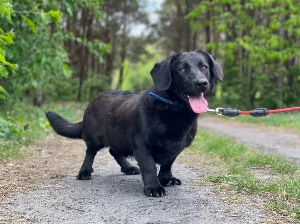 Pies do adopcji, Pieczyska, 14 lipca 2024 (4/5)