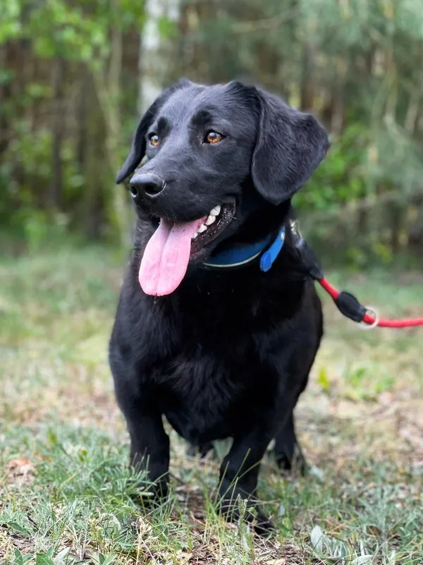 Pies do adopcji, Pieczyska, 14 lipca 2024 (5/5)