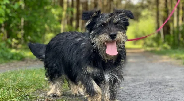 Pies do adopcji, Pieczyska, 14 lipca 2024 (1/5)