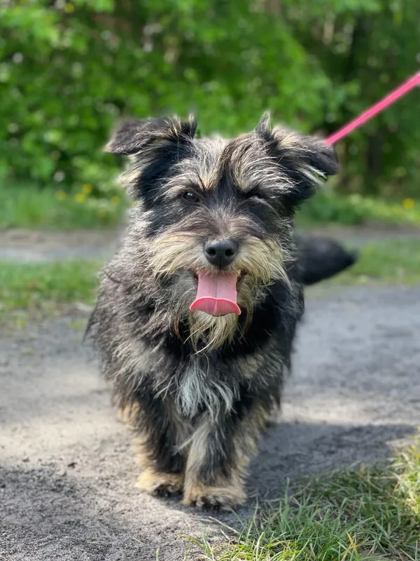 Pies do adopcji, Pieczyska, 14 lipca 2024 (3/5)