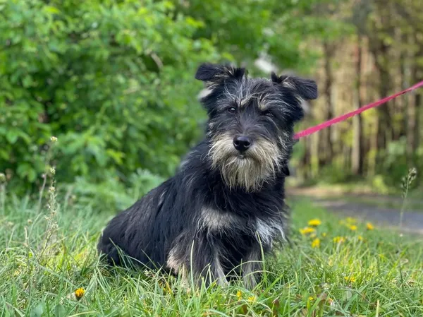 Pies do adopcji, Pieczyska, 14 lipca 2024 (4/5)