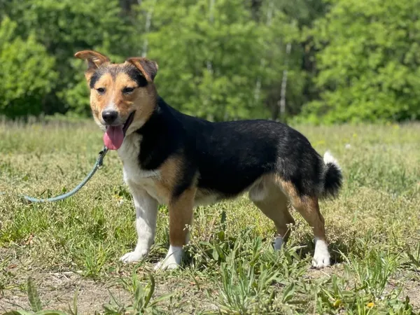 Pies do adopcji, Pieczyska, 14 lipca 2024 (2/5)