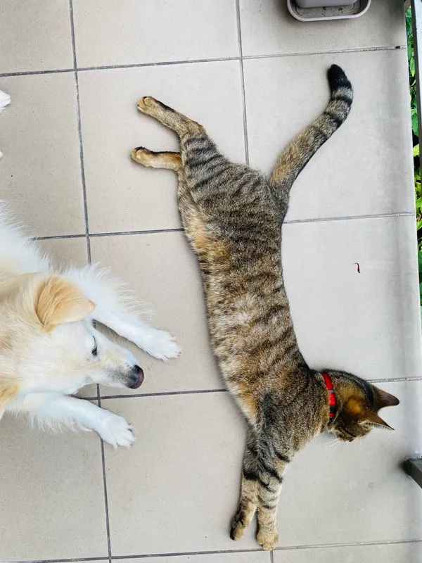 Zaginął kot, Kraków, Górka Narodowa, 15 lipca 2024 (1/2)