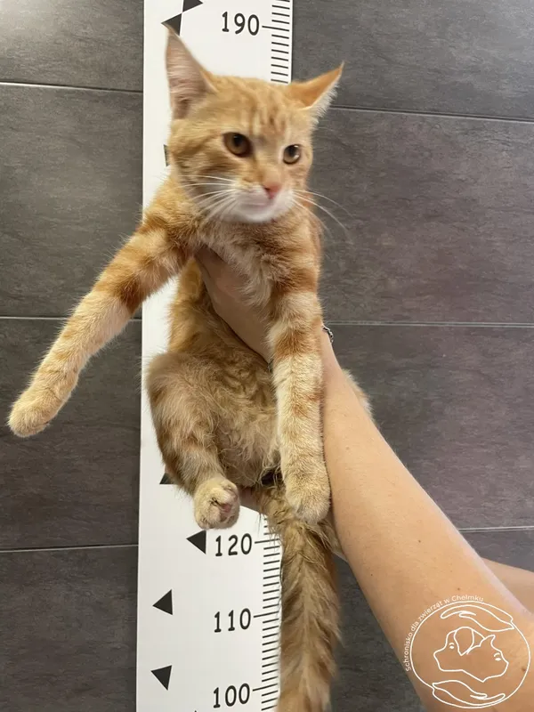 Znaleziono kota, Chełmek, 15 lipca 2024