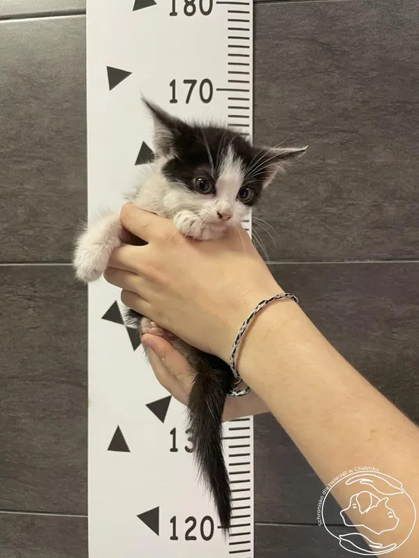 Znaleziono kota, Chełmek, 13 lipca 2024