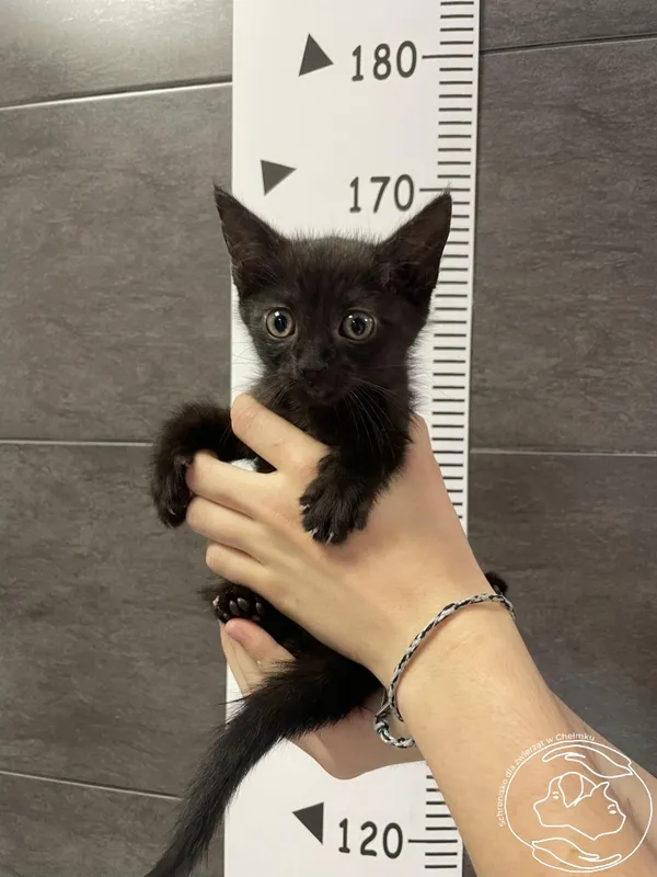 Znaleziono kota, Chełmek, 13 lipca 2024