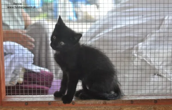 Kot do adopcji, Nowy Dwór Mazowiecki, 15 lipca 2024 (3/5)