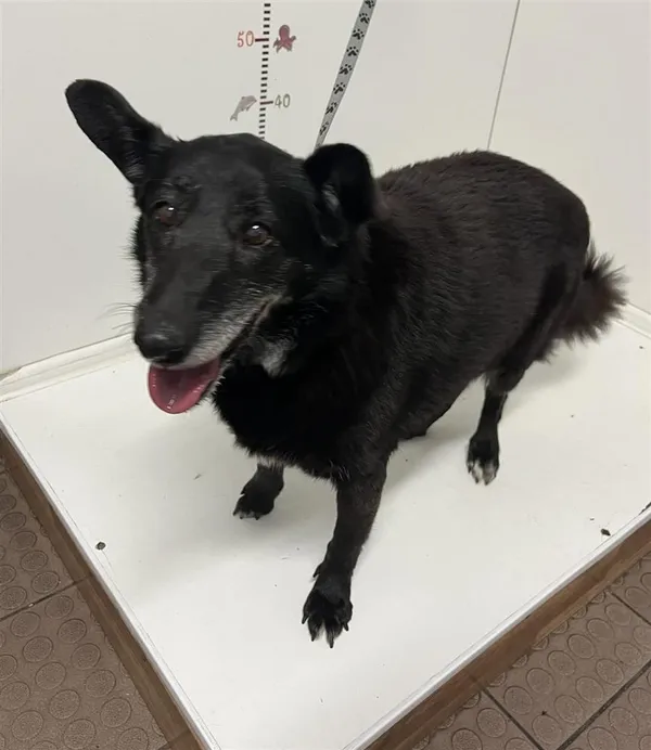 Pies do adopcji, Bytom, 15 lipca 2024 (1/2)