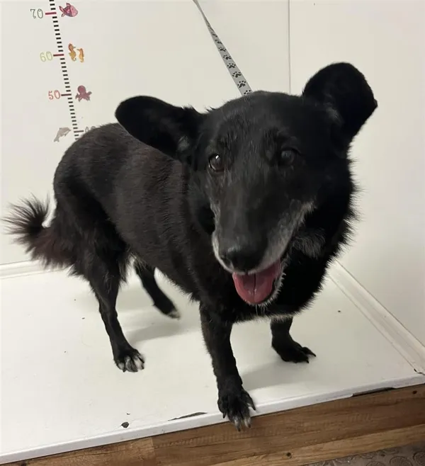 Pies do adopcji, Bytom, 15 lipca 2024 (2/2)