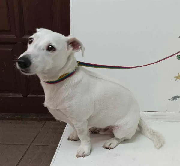 Znaleziono psa, Bytom, 15 lipca 2024