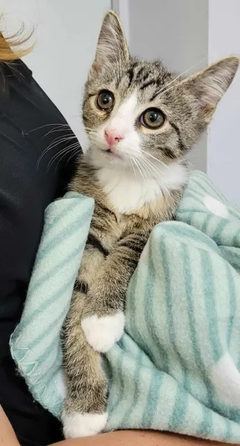 Kot do adopcji, Piła, 28 kwietnia 2024