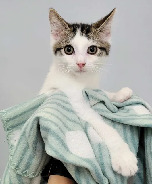 Kot do adopcji, Piła, 28 kwietnia 2024