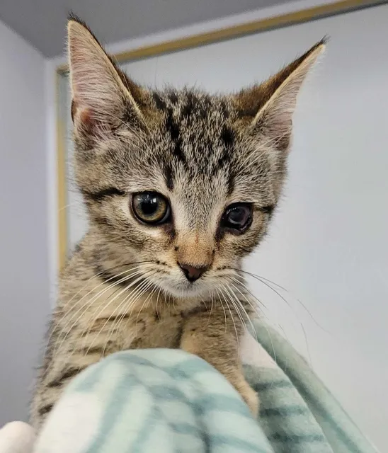 Kot do adopcji, Piła, 28 kwietnia 2024