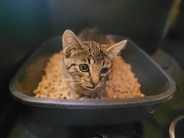 Znaleziono kota, Łódź, 14 lipca 2024 (1/3)