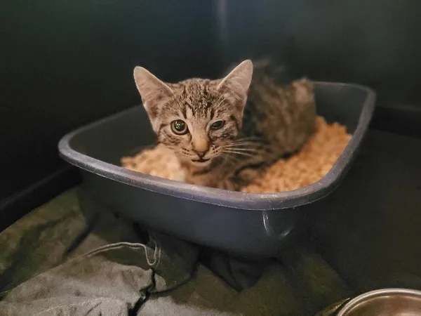 Znaleziono kota, Łódź, 14 lipca 2024 (2/3)